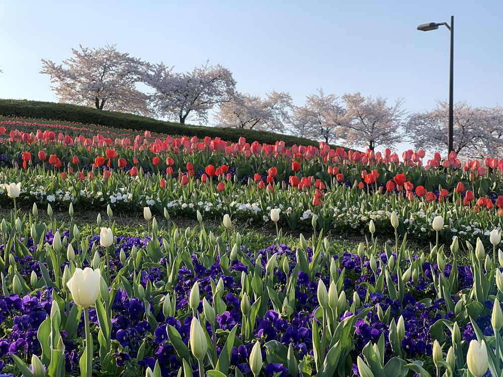 チューリップと桜@馬見丘陵公園-09 チューリップと桜@馬見丘陵公園-09