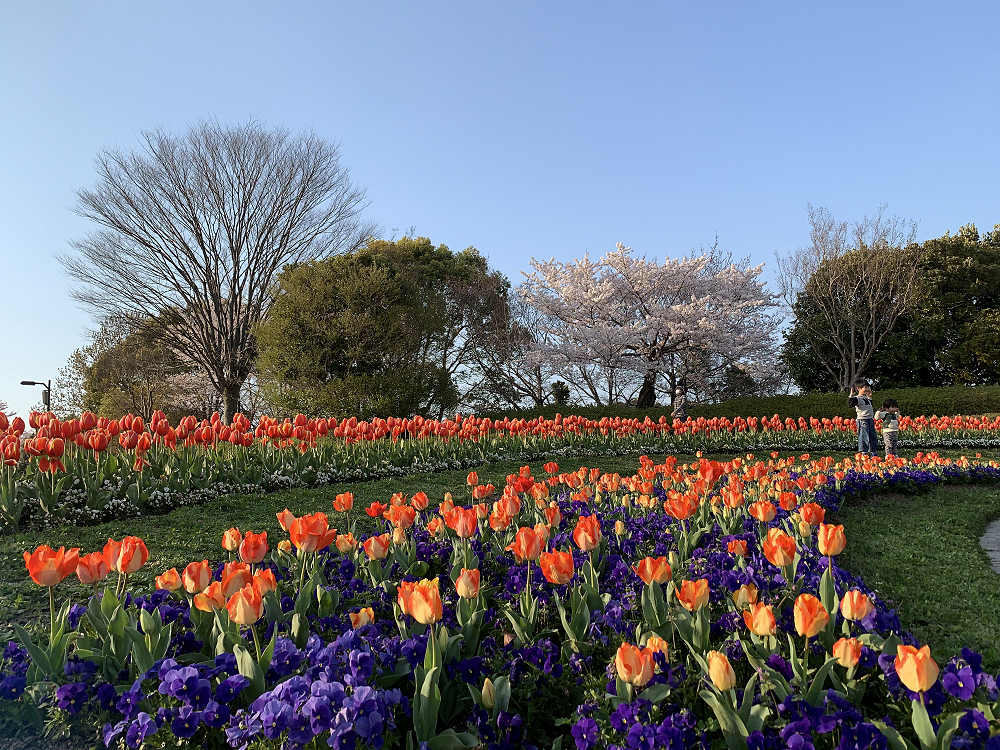 チューリップと桜@馬見丘陵公園-10 チューリップと桜@馬見丘陵公園-10