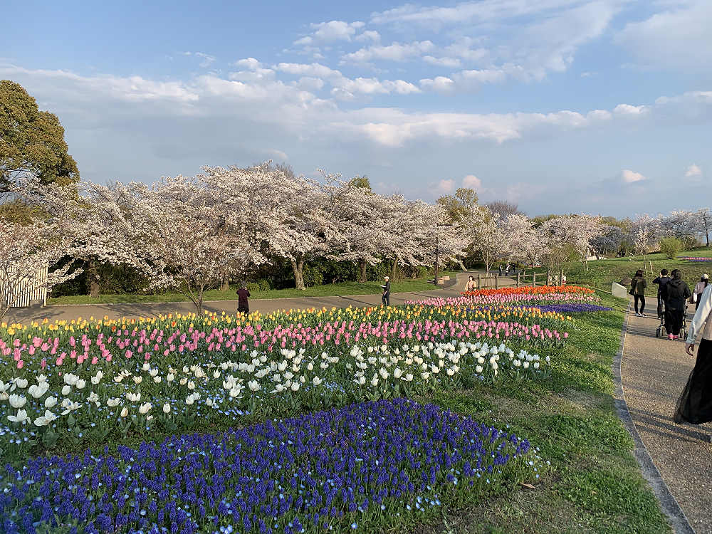 チューリップと桜@馬見丘陵公園-11 チューリップと桜@馬見丘陵公園-11