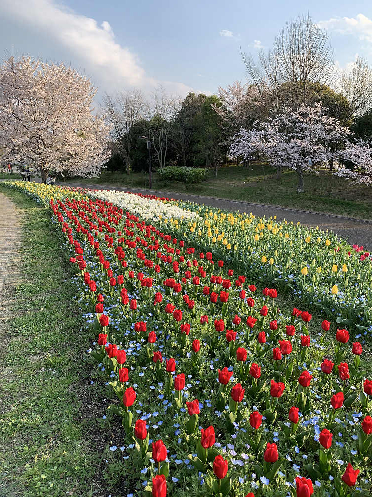 チューリップと桜@馬見丘陵公園-12 チューリップと桜@馬見丘陵公園-12