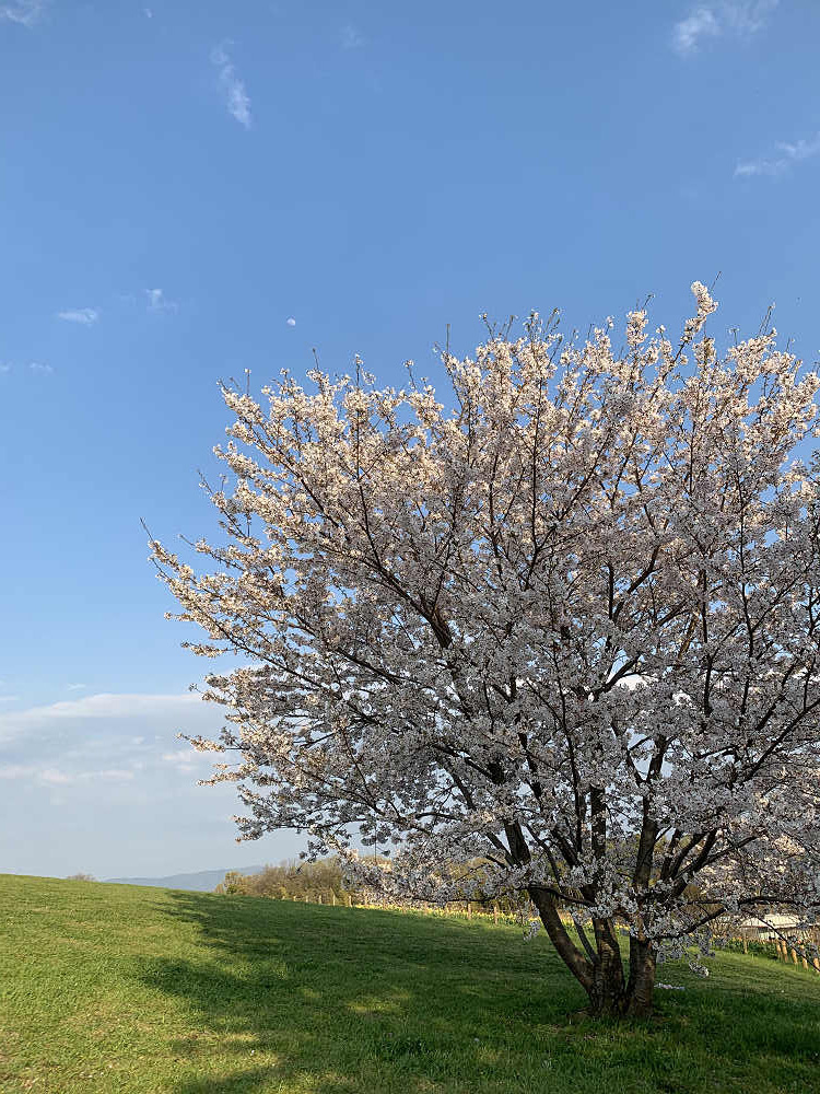 チューリップと桜@馬見丘陵公園-13 チューリップと桜@馬見丘陵公園-13