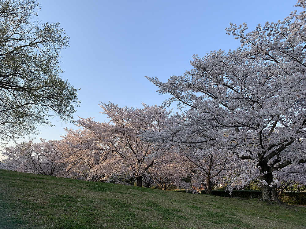 チューリップと桜@馬見丘陵公園-14 チューリップと桜@馬見丘陵公園-14
