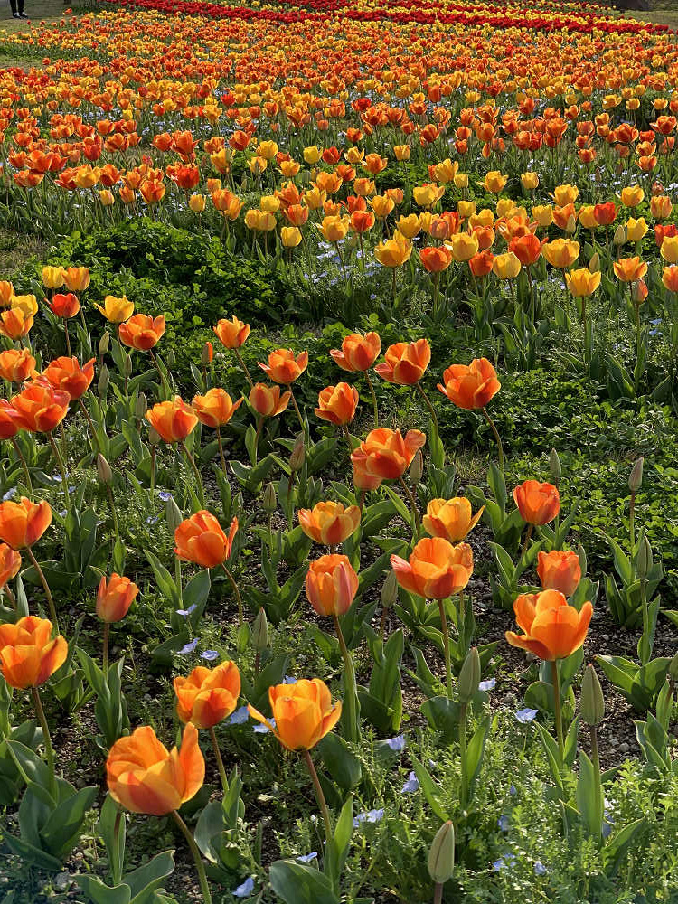 チューリップと桜@馬見丘陵公園-15 チューリップと桜@馬見丘陵公園-15