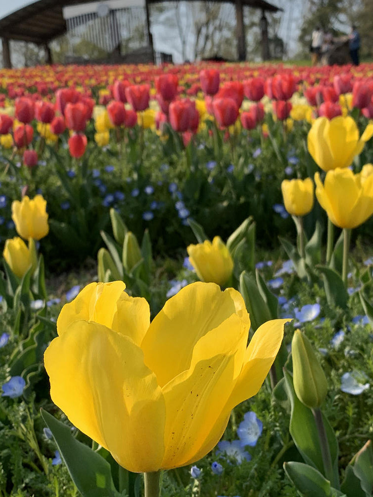 チューリップと桜@馬見丘陵公園-16 チューリップと桜@馬見丘陵公園-16