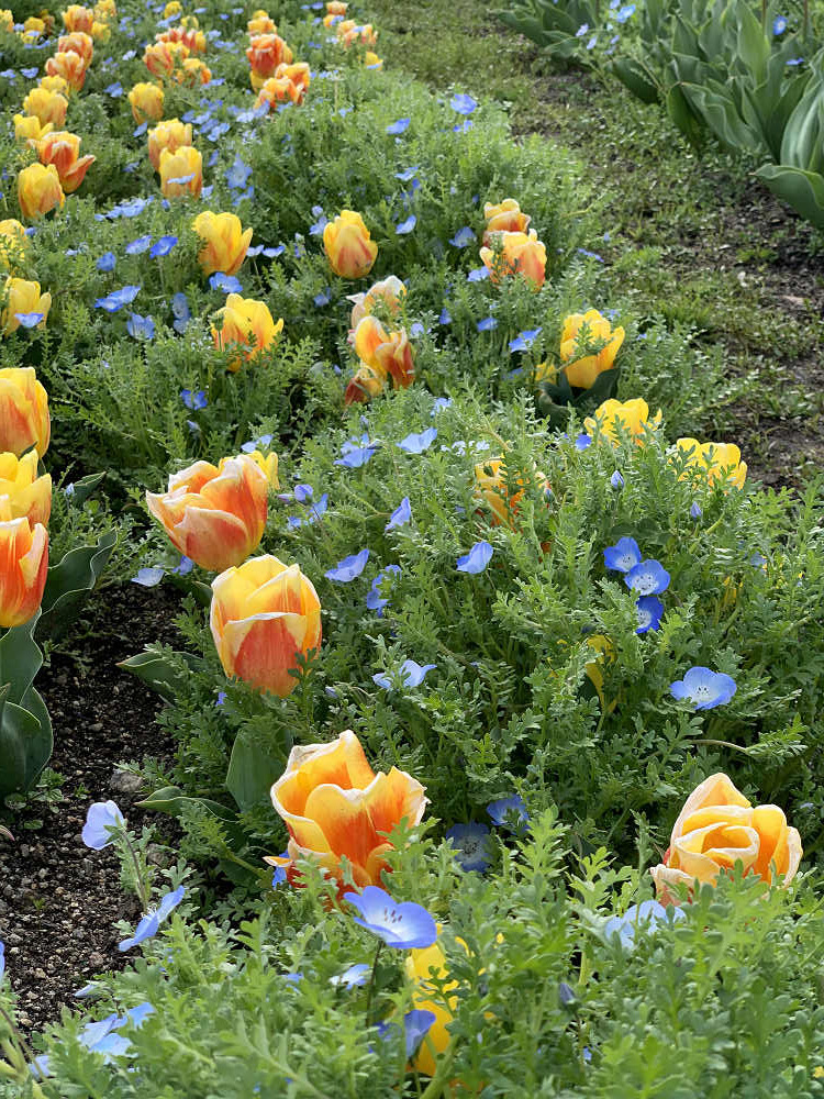チューリップと桜@馬見丘陵公園-17 チューリップと桜@馬見丘陵公園-17