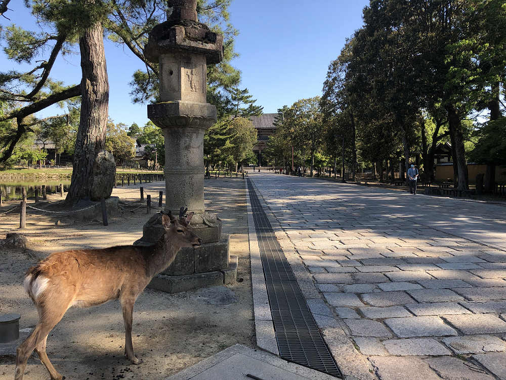 久しぶりの奈良観光（2020/05/28）-07
