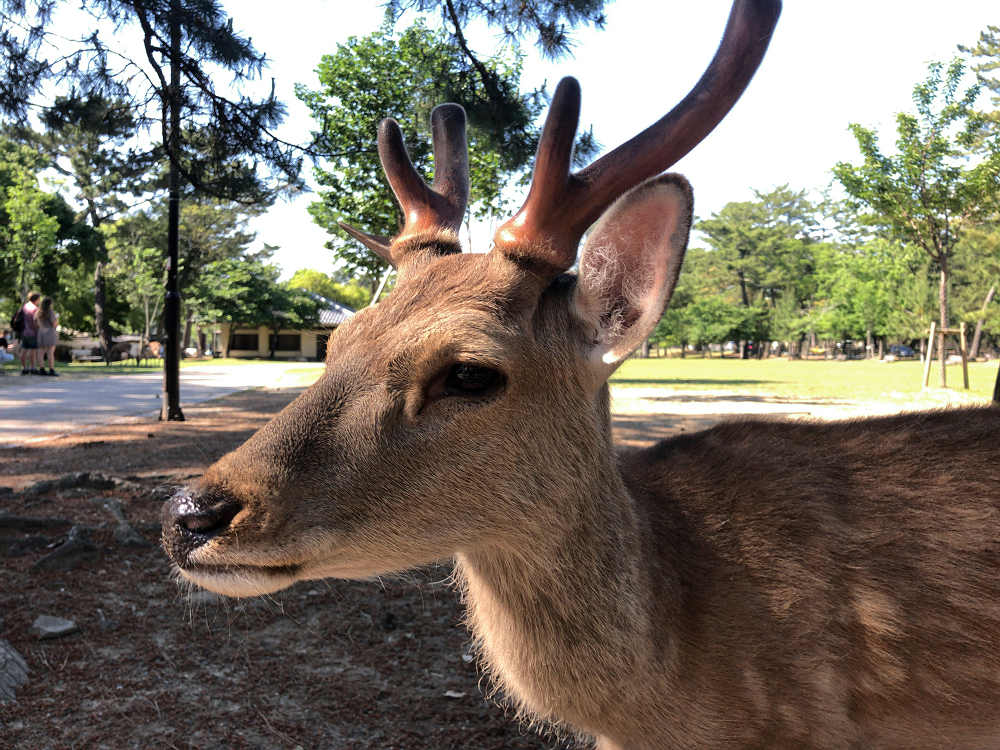 久しぶりの奈良観光（2020/05/28）-08