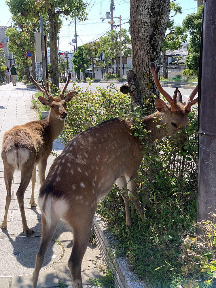 久しぶりの奈良観光（2020/05/28）-09