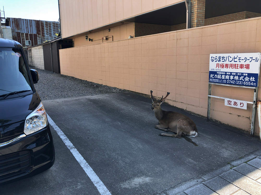 久しぶりの奈良観光（2020/05/28）-10