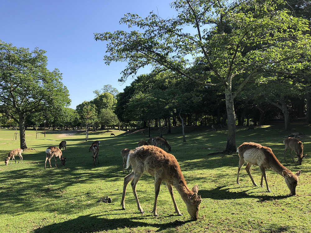 久しぶりの奈良観光（2020/05/28）-15