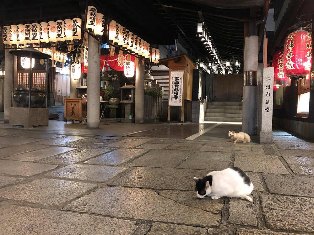 法善寺の猫たち-06