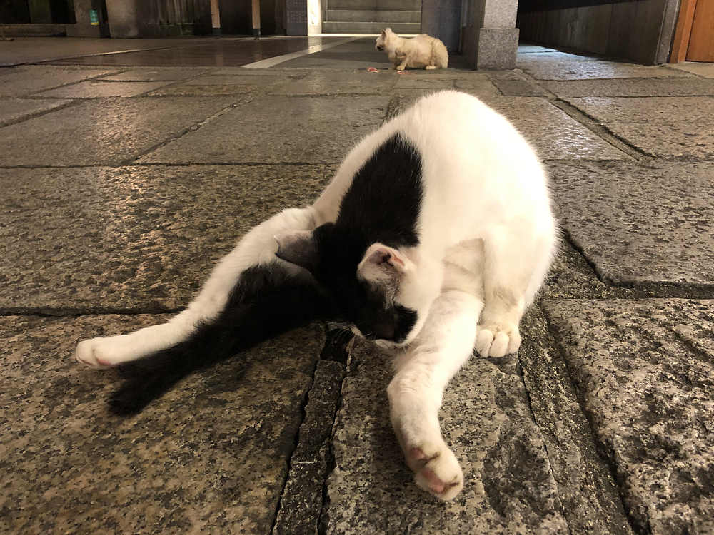 法善寺の猫たち-07
