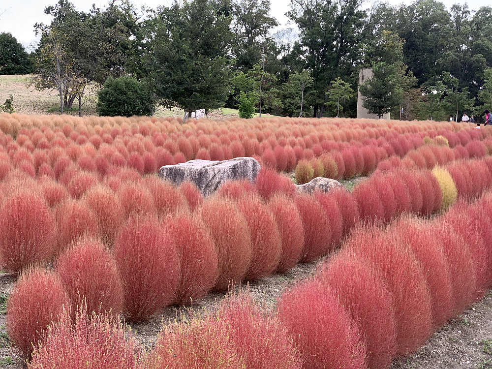 コキアの紅葉＠馬見丘陵公園-01