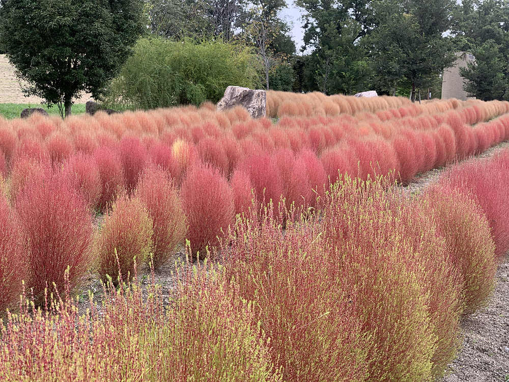 コキアの紅葉＠馬見丘陵公園-03