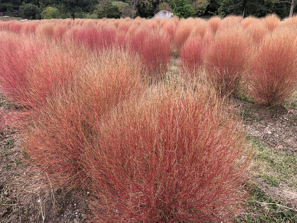 コキアの紅葉＠馬見丘陵公園-04