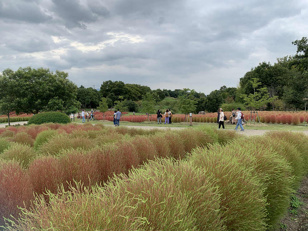 コキアの紅葉＠馬見丘陵公園-06