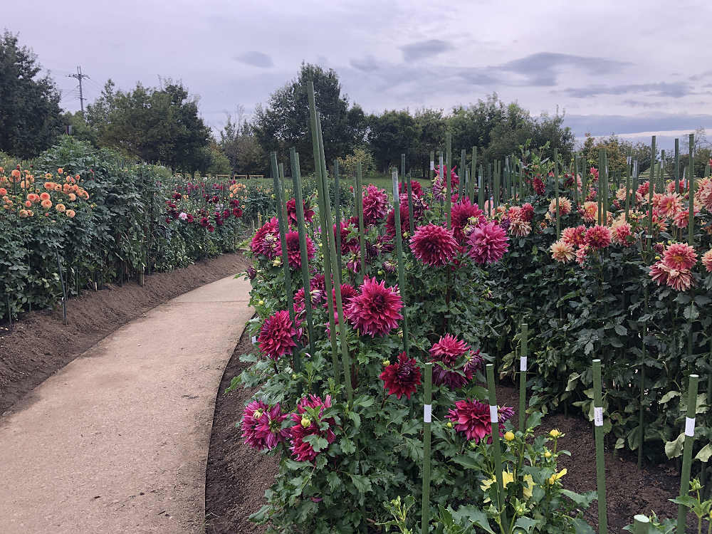 コキアの紅葉＠馬見丘陵公園-07