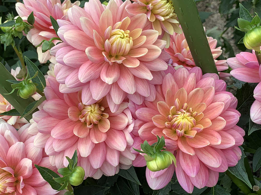 コキアの紅葉＠馬見丘陵公園-08