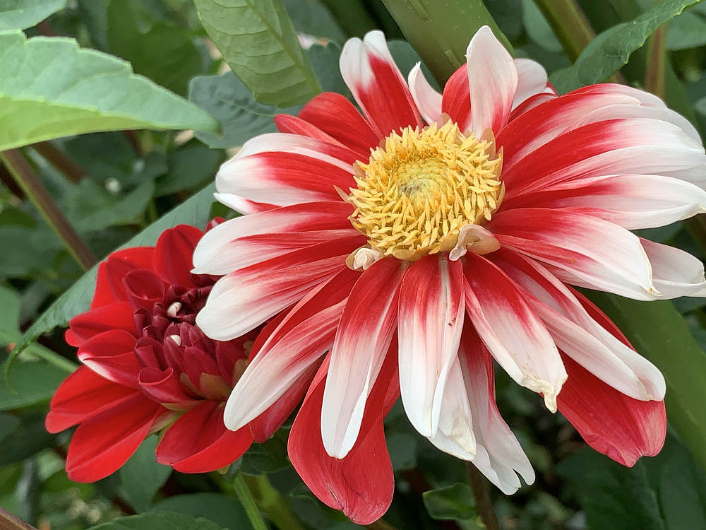 コキアの紅葉＠馬見丘陵公園-09