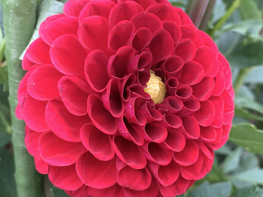 コキアの紅葉＠馬見丘陵公園-11