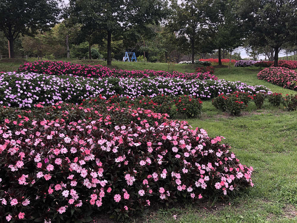 コキアの紅葉＠馬見丘陵公園-13