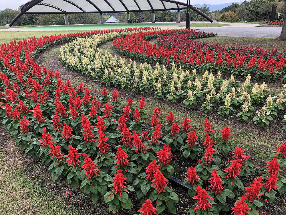 コキアの紅葉＠馬見丘陵公園-14