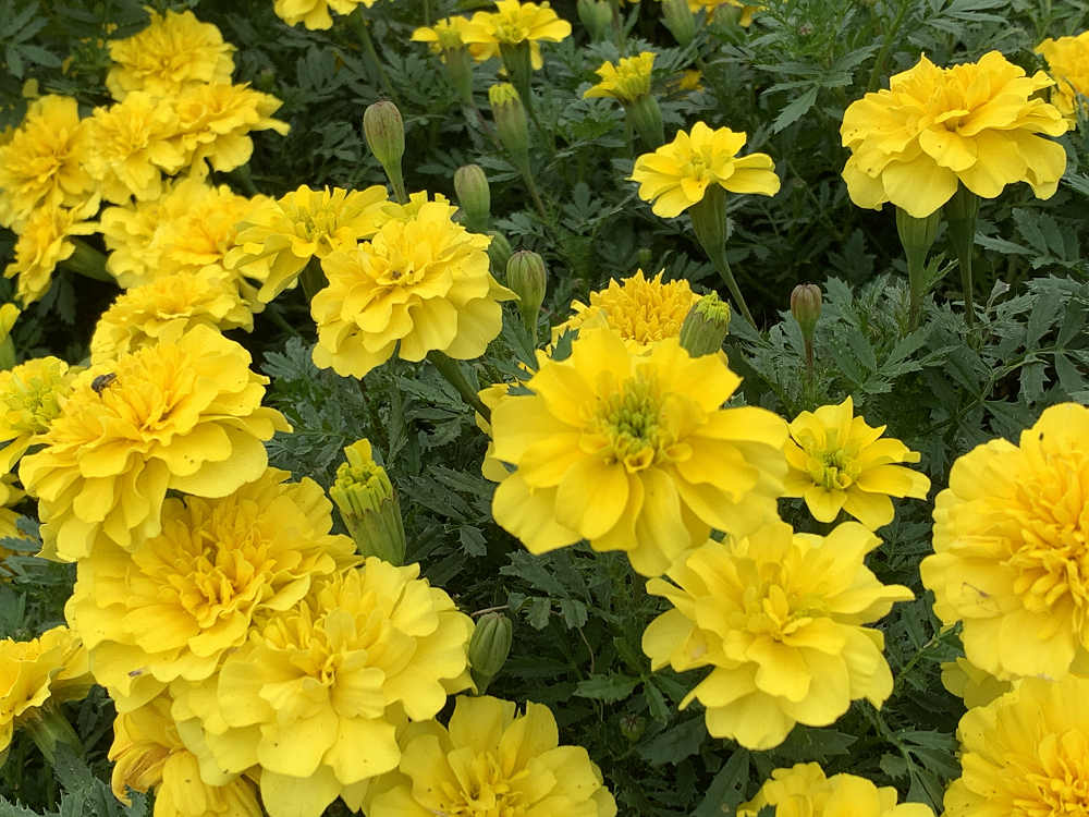 コキアの紅葉＠馬見丘陵公園-16