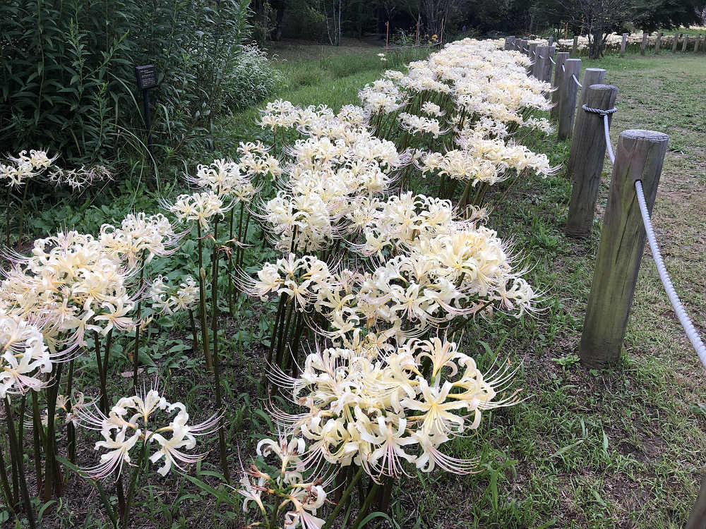 コキアの紅葉＠馬見丘陵公園-18