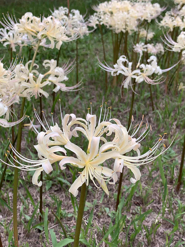 コキアの紅葉＠馬見丘陵公園-19