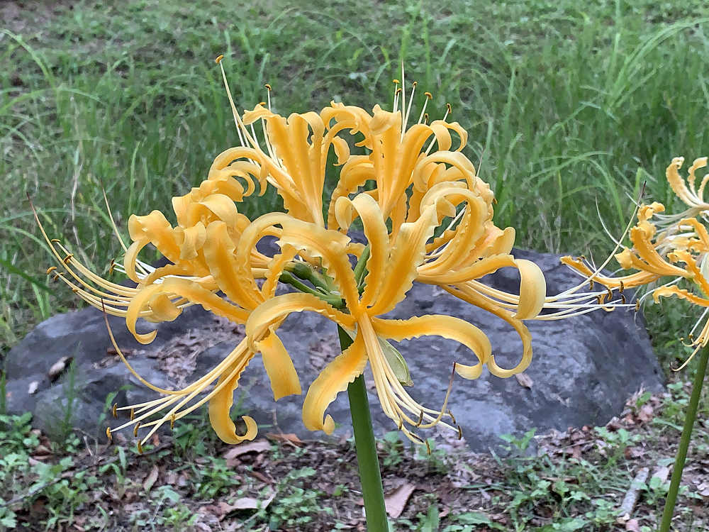 コキアの紅葉＠馬見丘陵公園-20