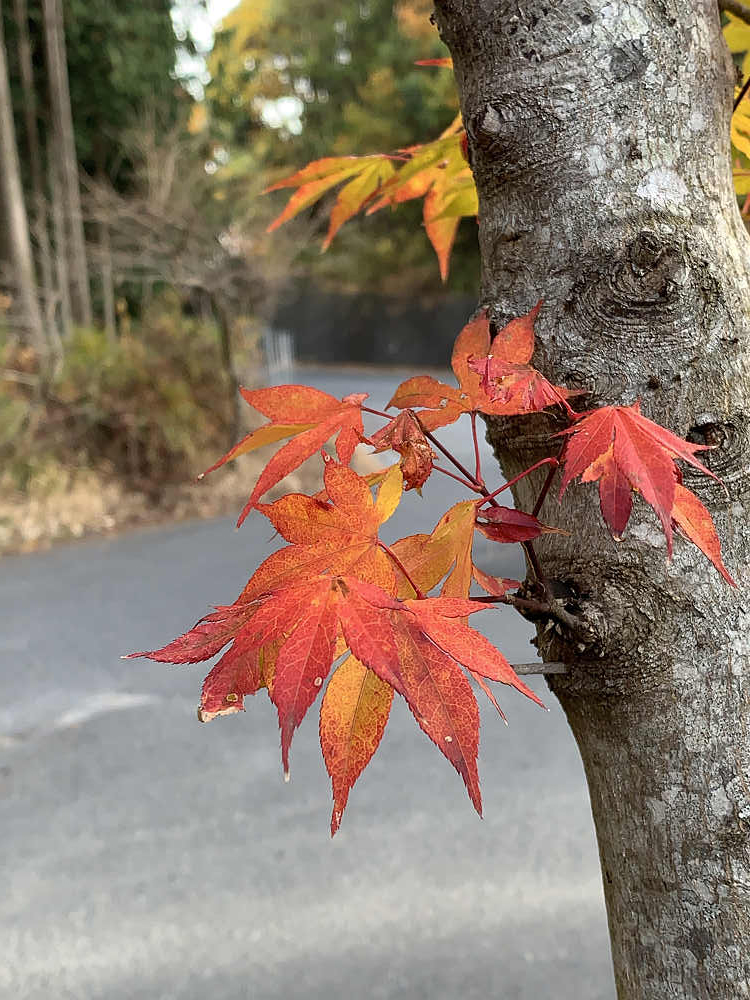 新そば＠荒神の里 笠そば処（桜井市）-07