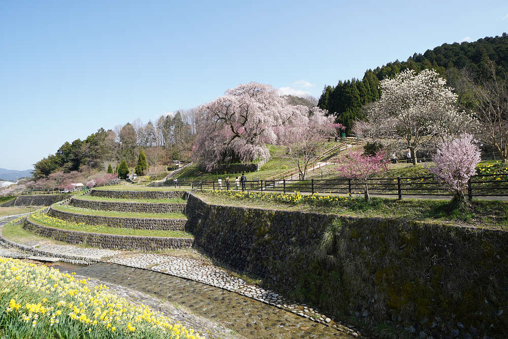 又兵衛桜(本郷の瀧桜)@宇陀市-01 又兵衛桜(本郷の瀧桜)@宇陀市-01