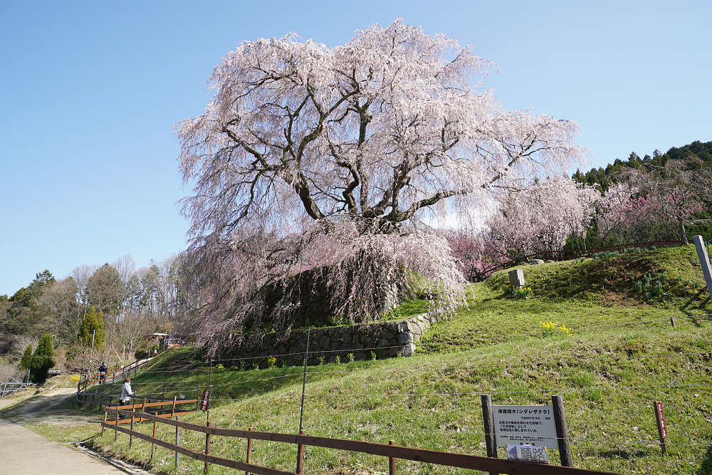 又兵衛桜(本郷の瀧桜)@宇陀市-02 又兵衛桜(本郷の瀧桜)@宇陀市-02