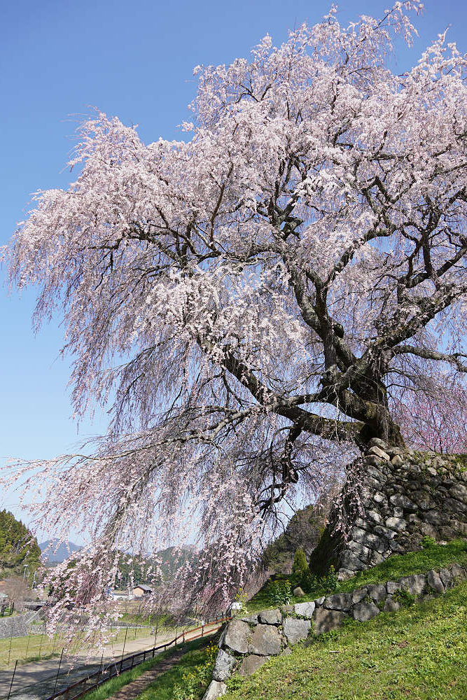 又兵衛桜(本郷の瀧桜)@宇陀市-04 又兵衛桜(本郷の瀧桜)@宇陀市-04