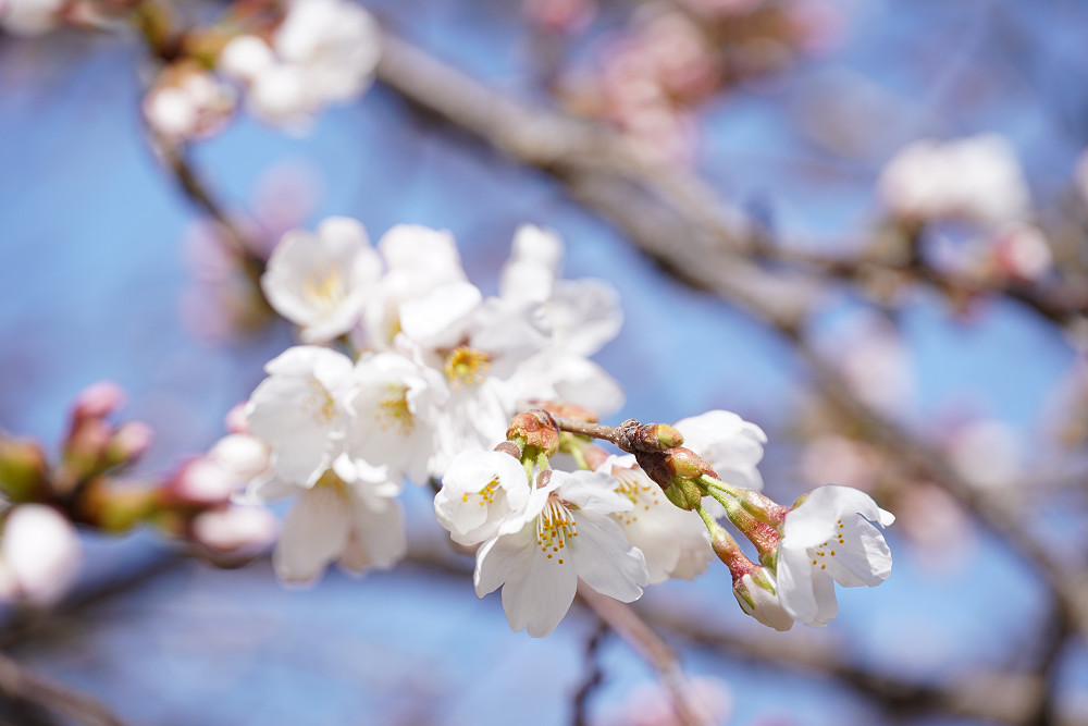 又兵衛桜(本郷の瀧桜)@宇陀市-05 又兵衛桜(本郷の瀧桜)@宇陀市-05
