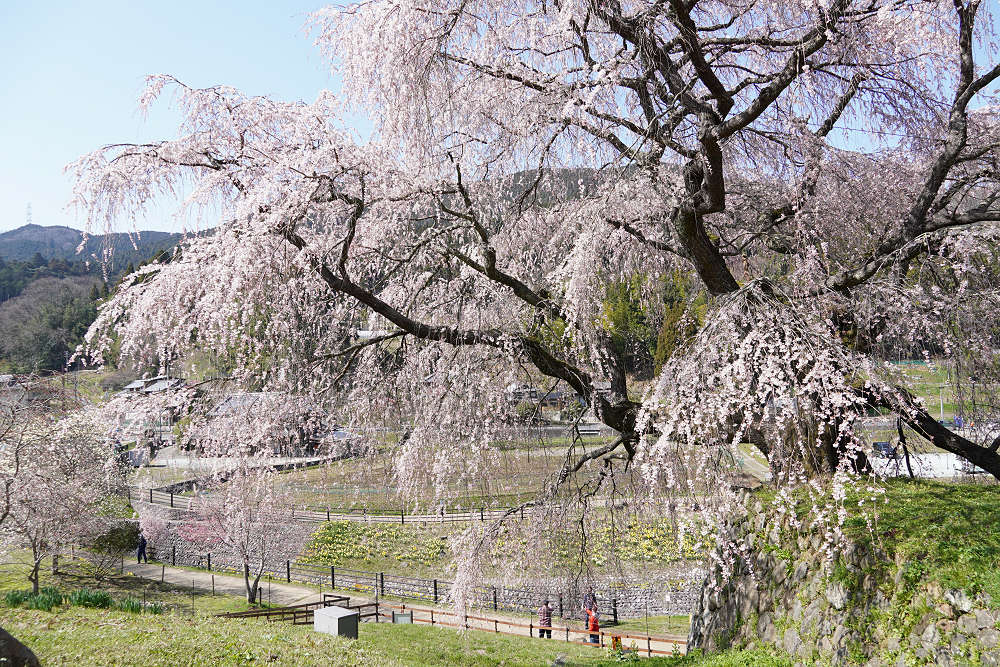 又兵衛桜(本郷の瀧桜)@宇陀市-06 又兵衛桜(本郷の瀧桜)@宇陀市-06