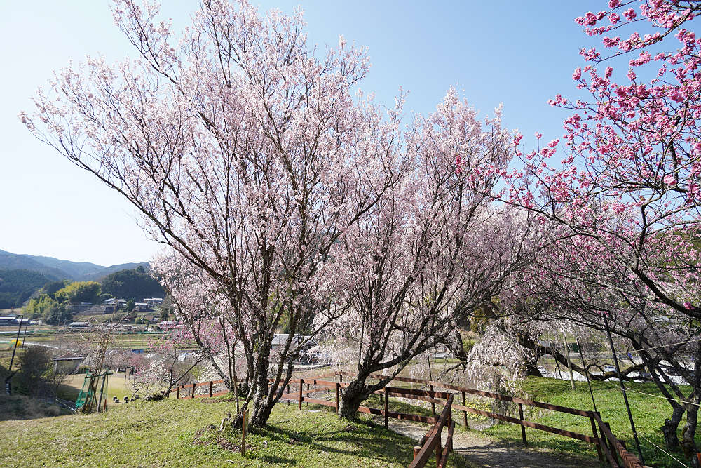 又兵衛桜(本郷の瀧桜)@宇陀市-07 又兵衛桜(本郷の瀧桜)@宇陀市-07