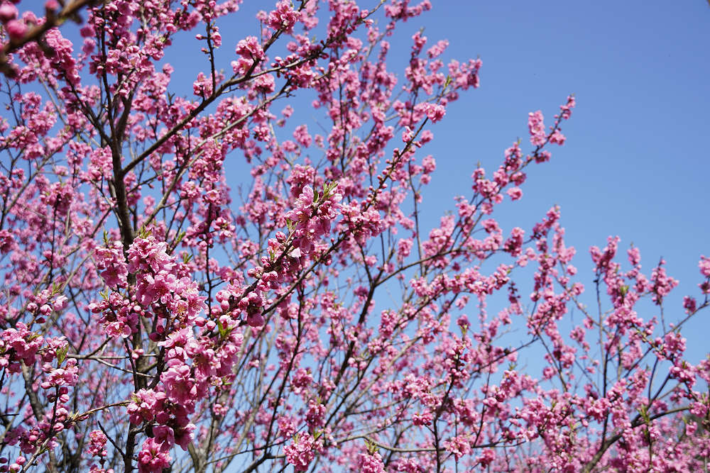 又兵衛桜(本郷の瀧桜)@宇陀市-08 又兵衛桜(本郷の瀧桜)@宇陀市-08