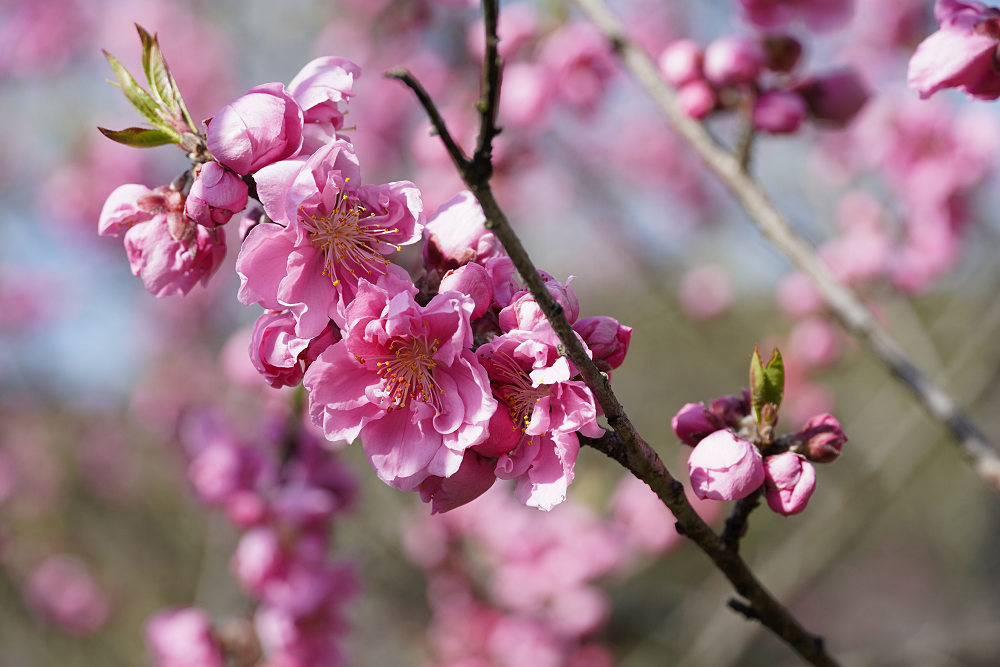 又兵衛桜(本郷の瀧桜)@宇陀市-09 又兵衛桜(本郷の瀧桜)@宇陀市-09