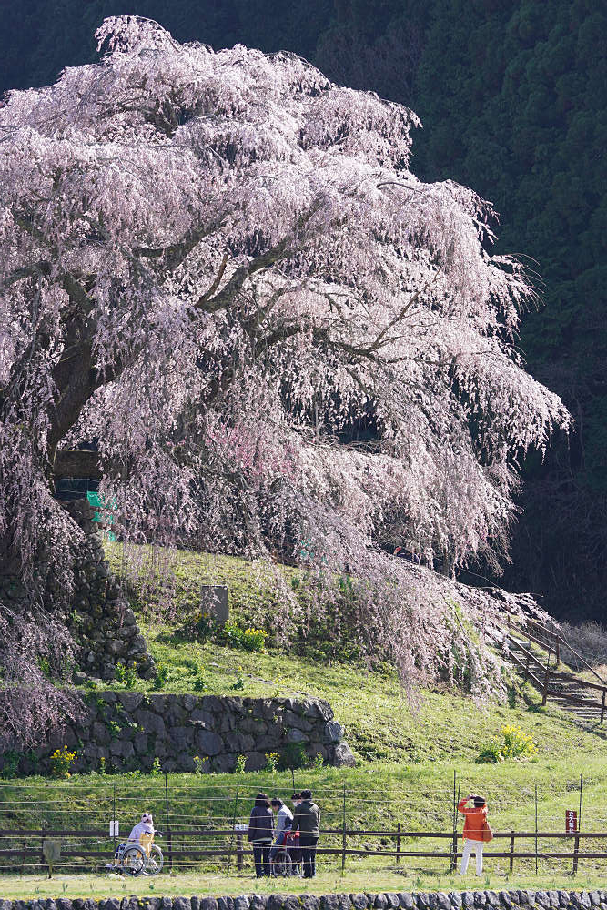 又兵衛桜(本郷の瀧桜)@宇陀市-11 又兵衛桜(本郷の瀧桜)@宇陀市-11