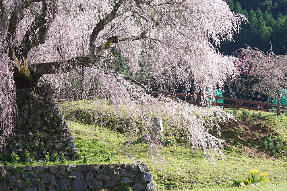 又兵衛桜(本郷の瀧桜)@宇陀市-12 又兵衛桜(本郷の瀧桜)@宇陀市-12