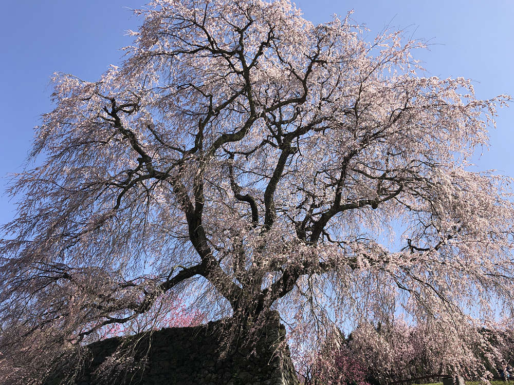 又兵衛桜(本郷の瀧桜)@宇陀市-13 又兵衛桜(本郷の瀧桜)@宇陀市-13