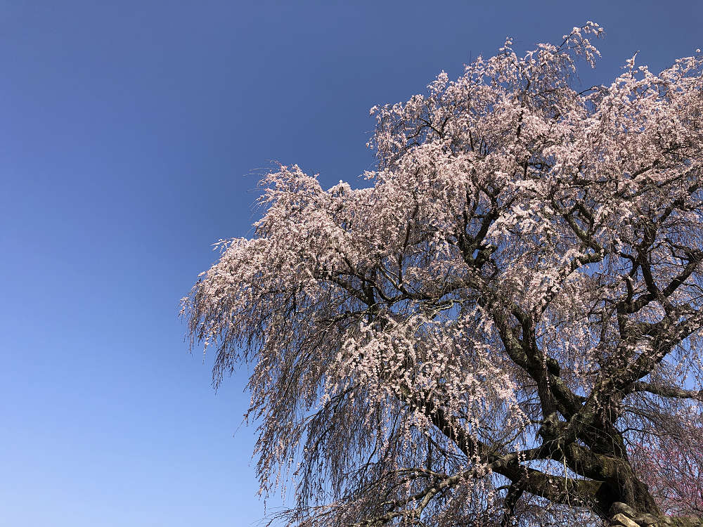 又兵衛桜(本郷の瀧桜)@宇陀市-14 又兵衛桜(本郷の瀧桜)@宇陀市-14