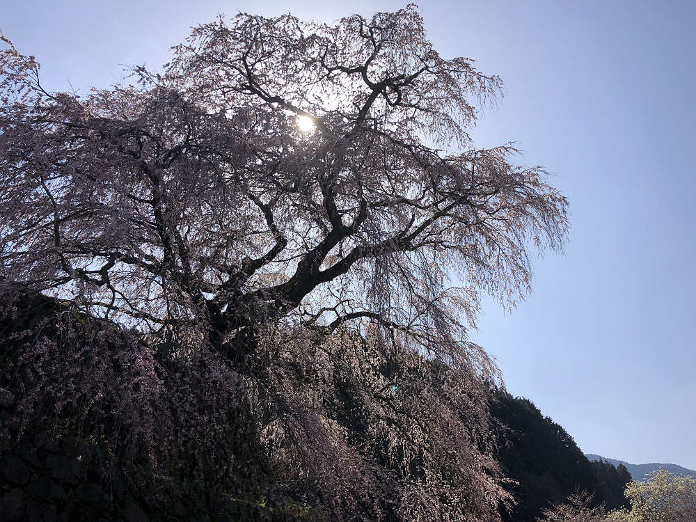 又兵衛桜(本郷の瀧桜)@宇陀市-15 又兵衛桜(本郷の瀧桜)@宇陀市-15