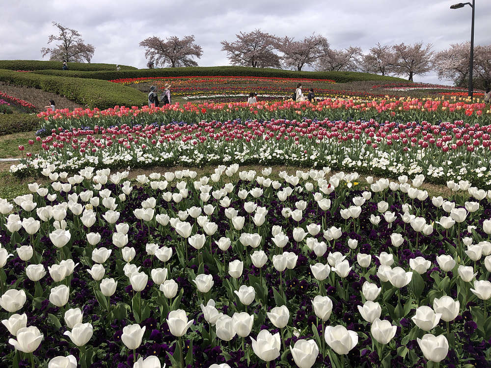 2021馬見チューリップフェア @馬見丘陵公園-02 2021馬見チューリップフェア @馬見丘陵公園-02