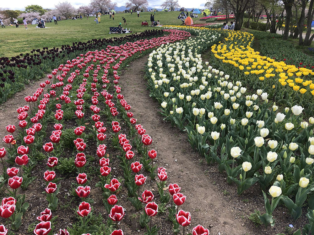 2021馬見チューリップフェア @馬見丘陵公園-03 2021馬見チューリップフェア @馬見丘陵公園-03