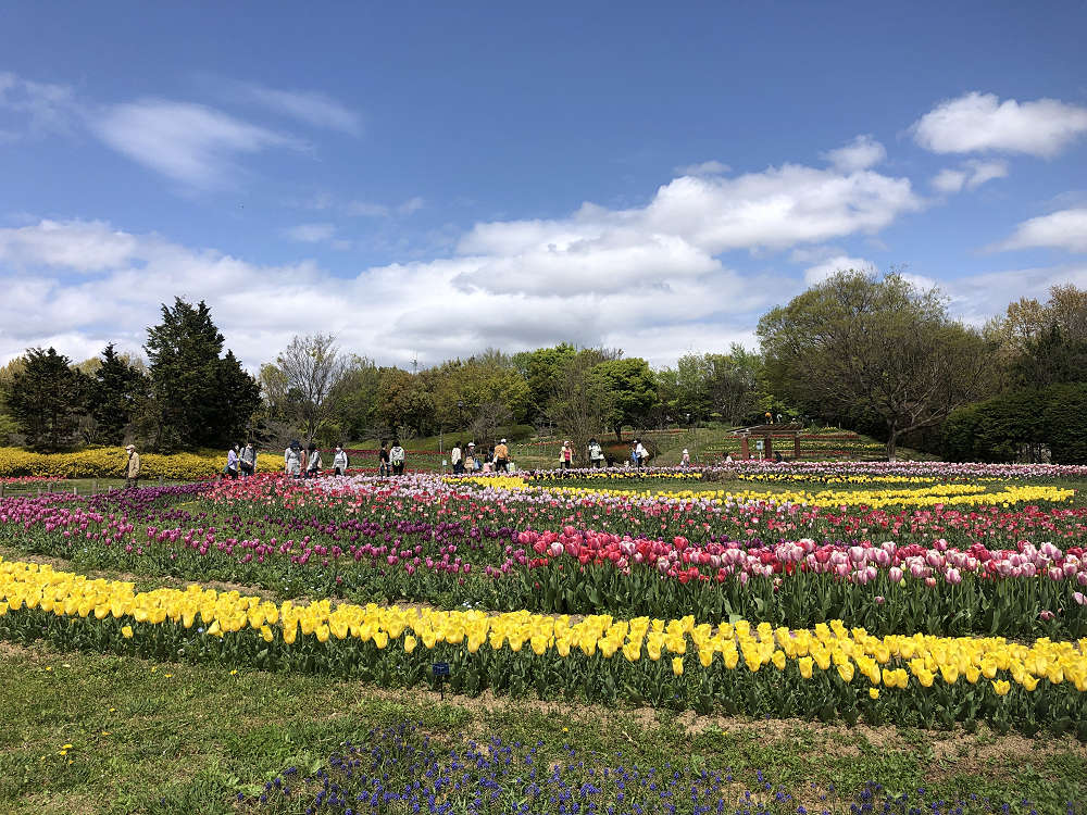 2021馬見チューリップフェア @馬見丘陵公園-04 2021馬見チューリップフェア @馬見丘陵公園-04