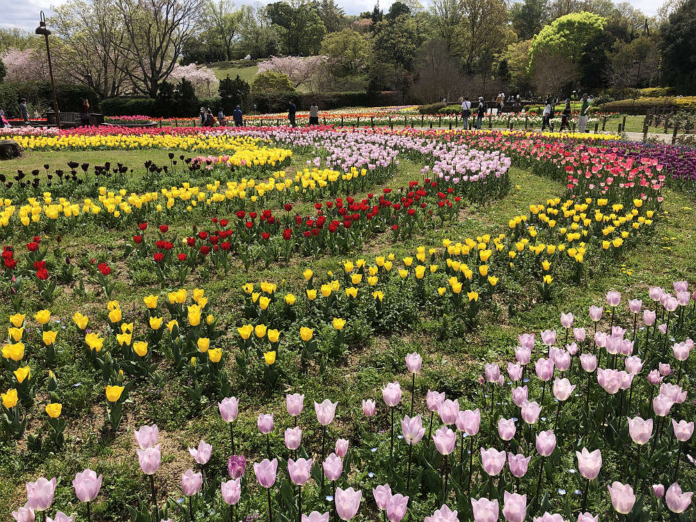 2021馬見チューリップフェア @馬見丘陵公園-05 2021馬見チューリップフェア @馬見丘陵公園-05