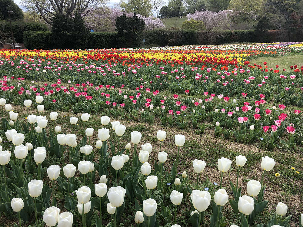 2021馬見チューリップフェア @馬見丘陵公園-06 2021馬見チューリップフェア @馬見丘陵公園-06