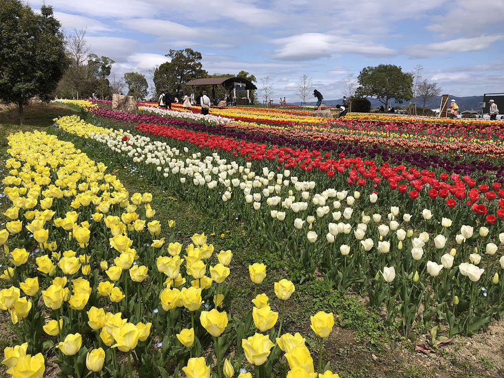 2021馬見チューリップフェア @馬見丘陵公園-08 2021馬見チューリップフェア @馬見丘陵公園-08